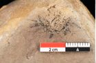 Foto (Detailsansicht) von Fagus feroniae Unger (NHMW-GEO-2024-0188-0982)